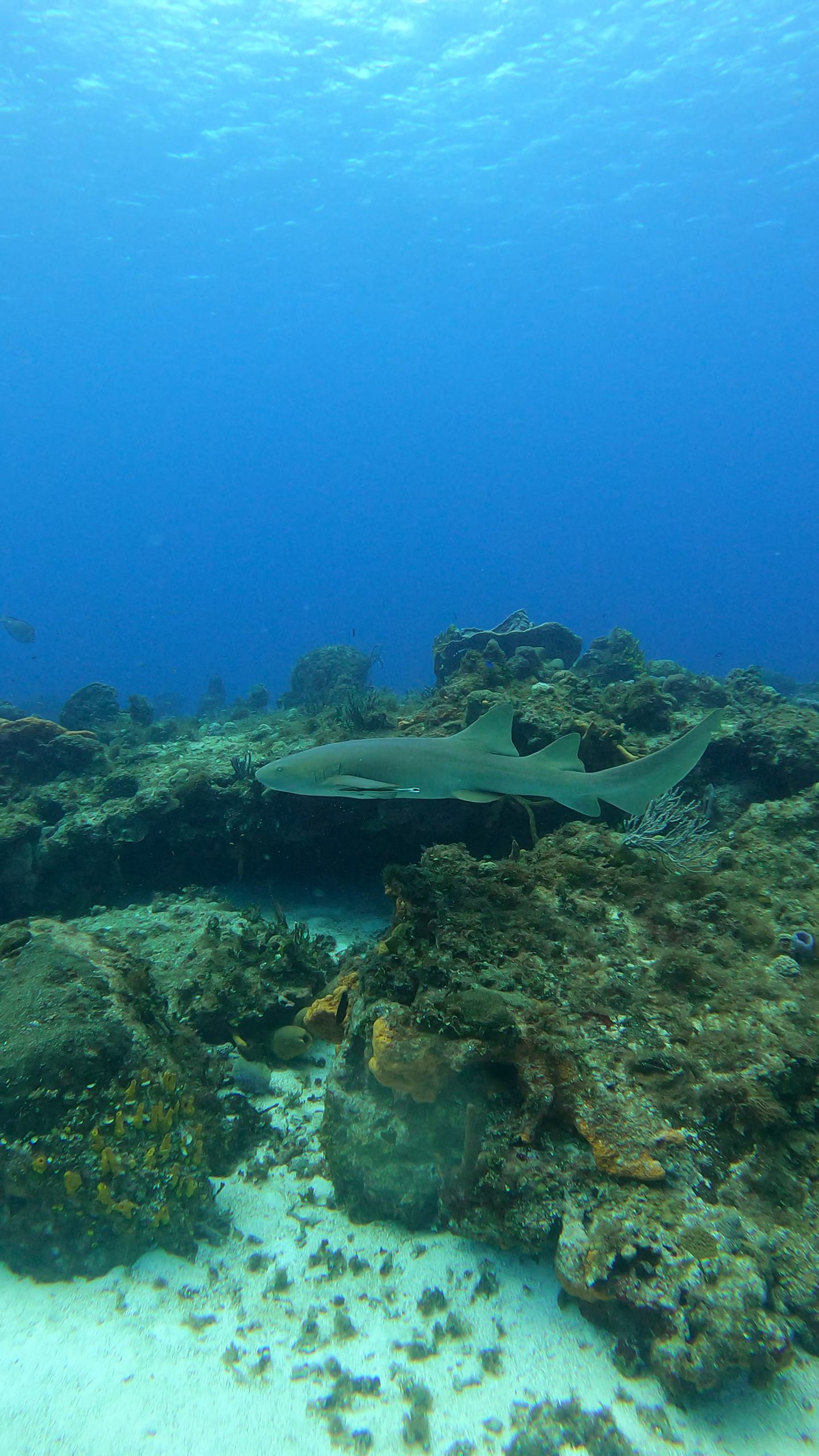 Quintana Roo in March: Reefs, Cenotes, and the Seeds of a Future ScubaMUDs Trip